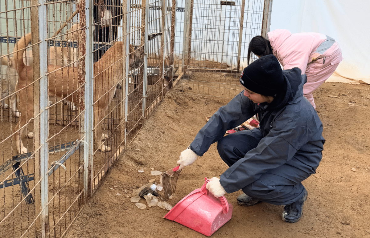 Seoul Culture Week & Rescued Animal Care Volunteering