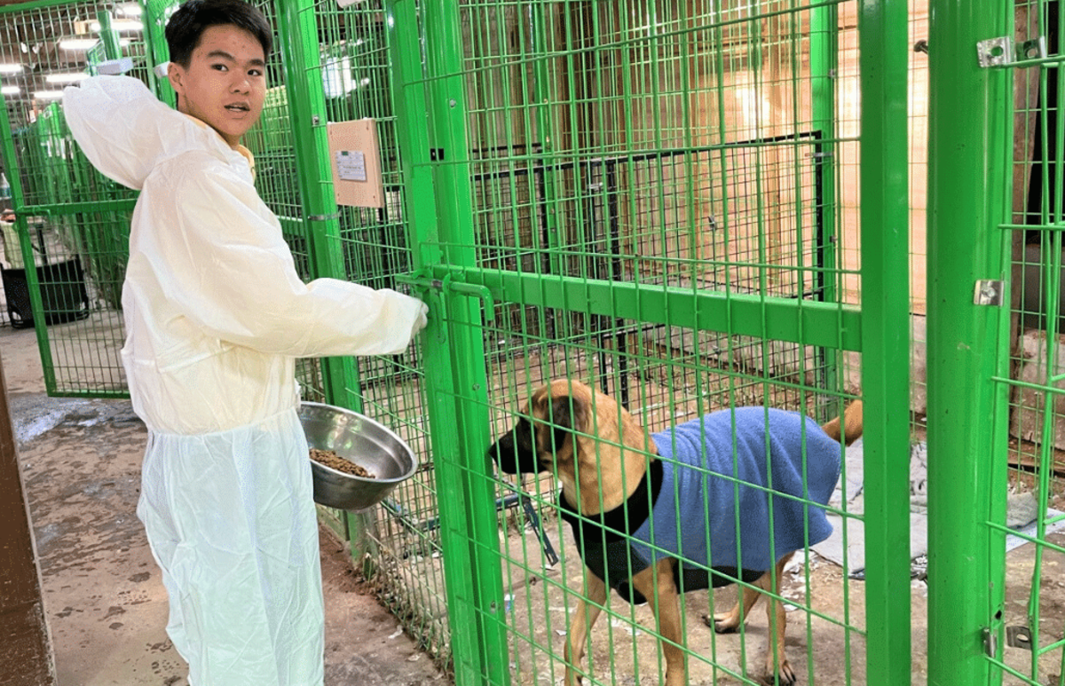 Seoul Culture Week & Rescued Animal Care Volunteering