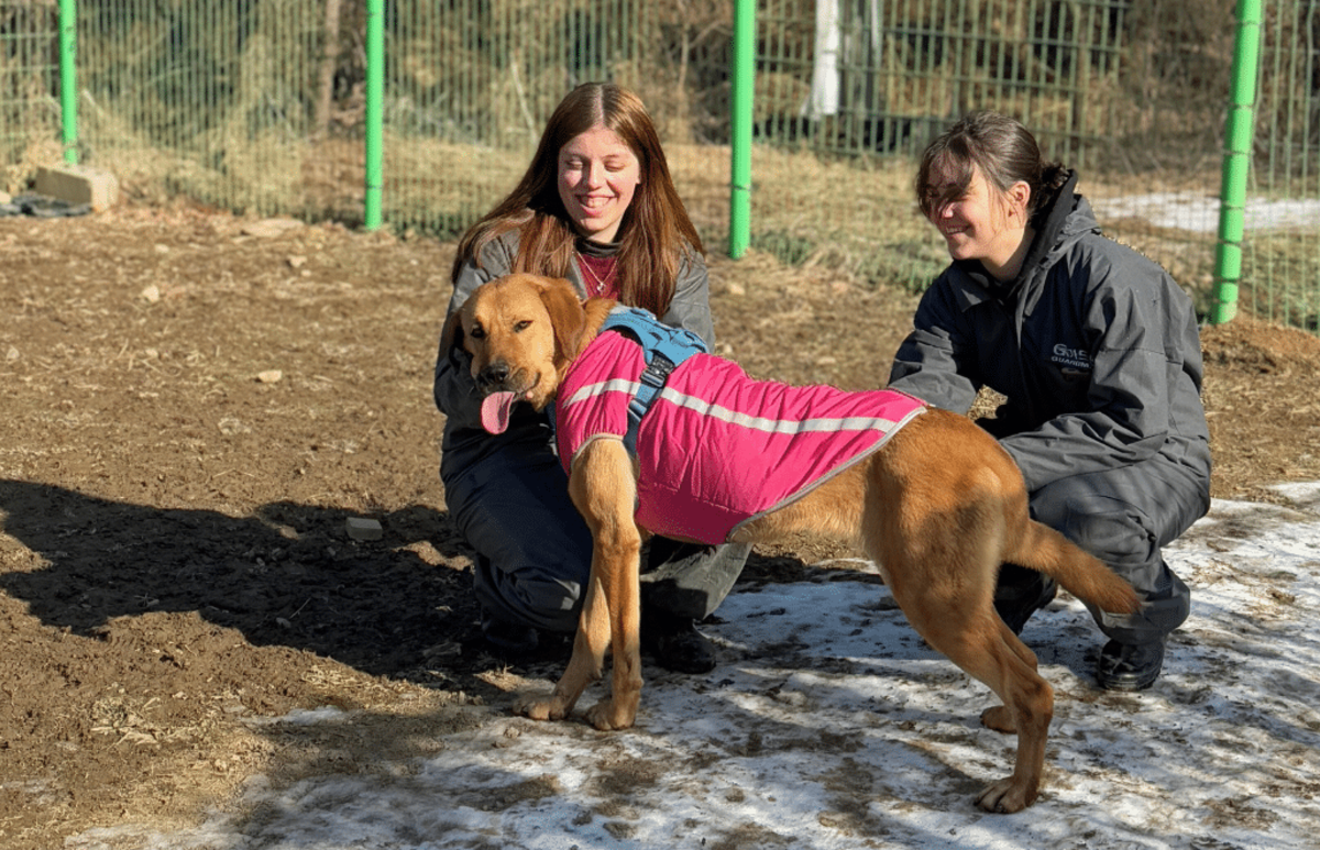 Seoul Culture Week & Rescued Animal Care Volunteering