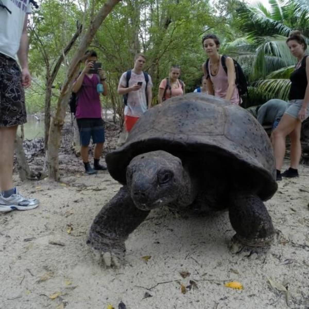 GoEco Seychelles - Wildlife Conservation Expedition