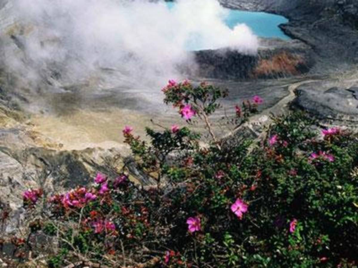 Shrubbery near volcanic activity