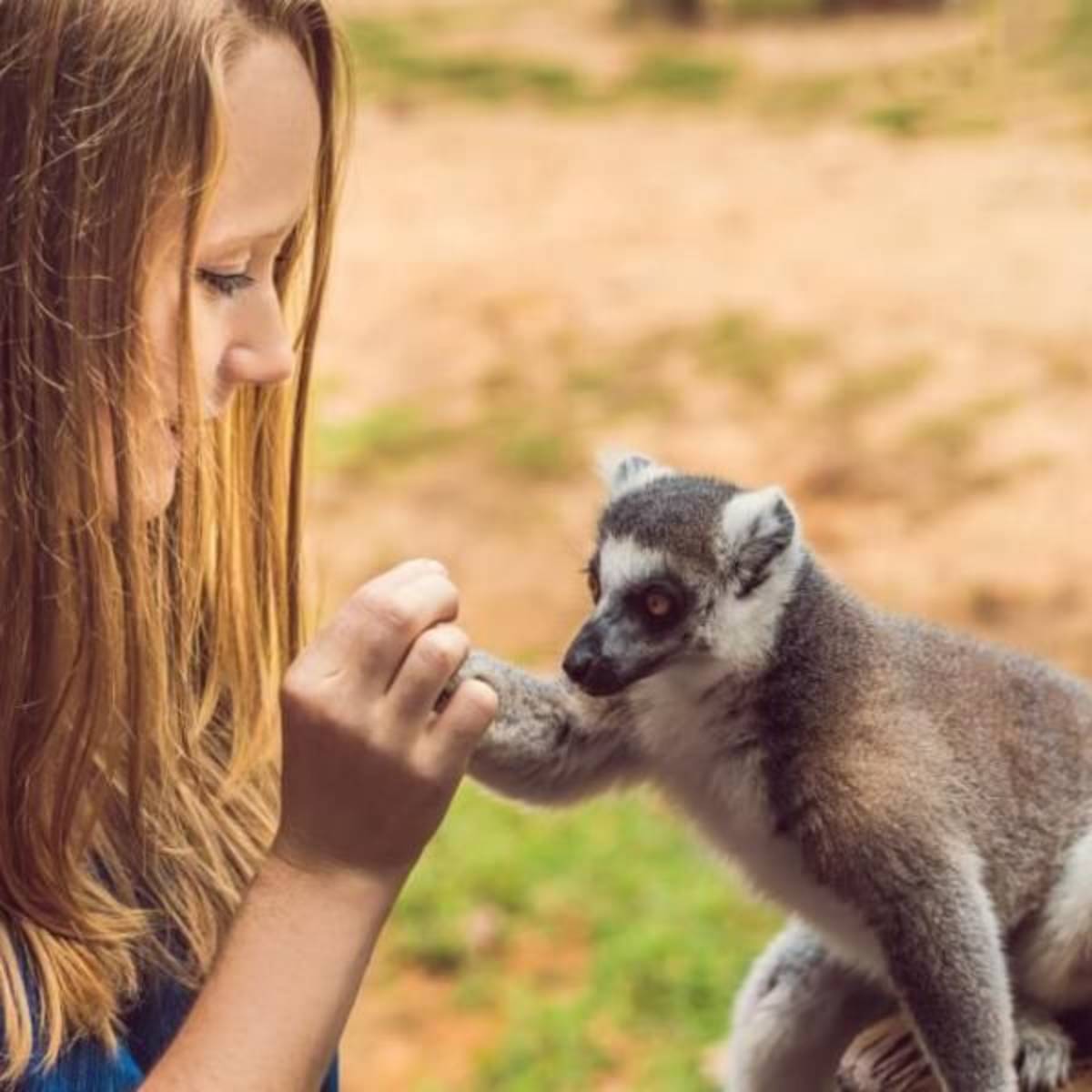 GoEco Madagascar - Lemur Conservation