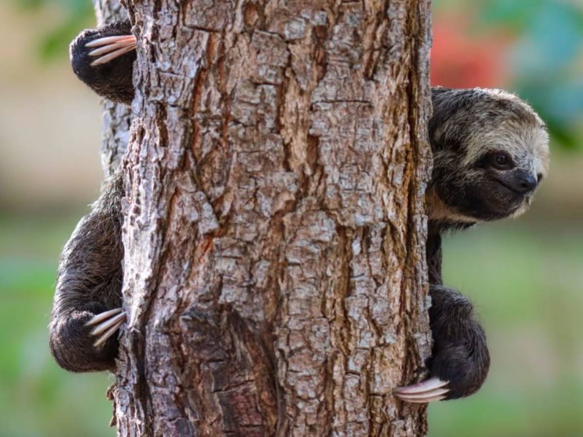 Sloth