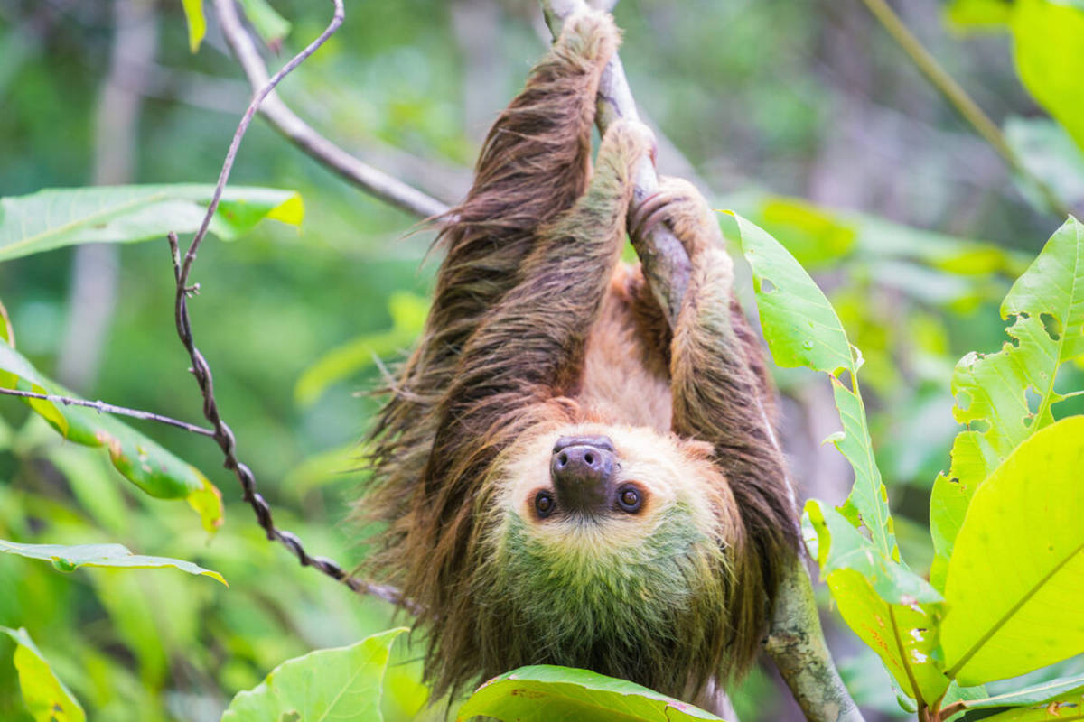 Sloth