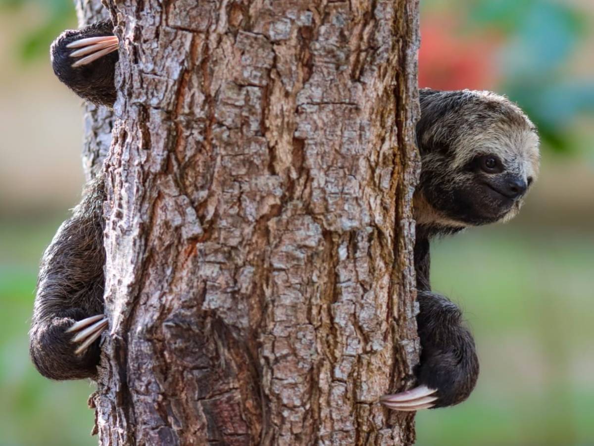 Sloth