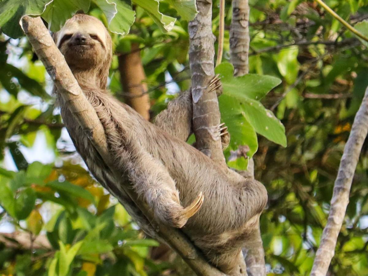 sloth