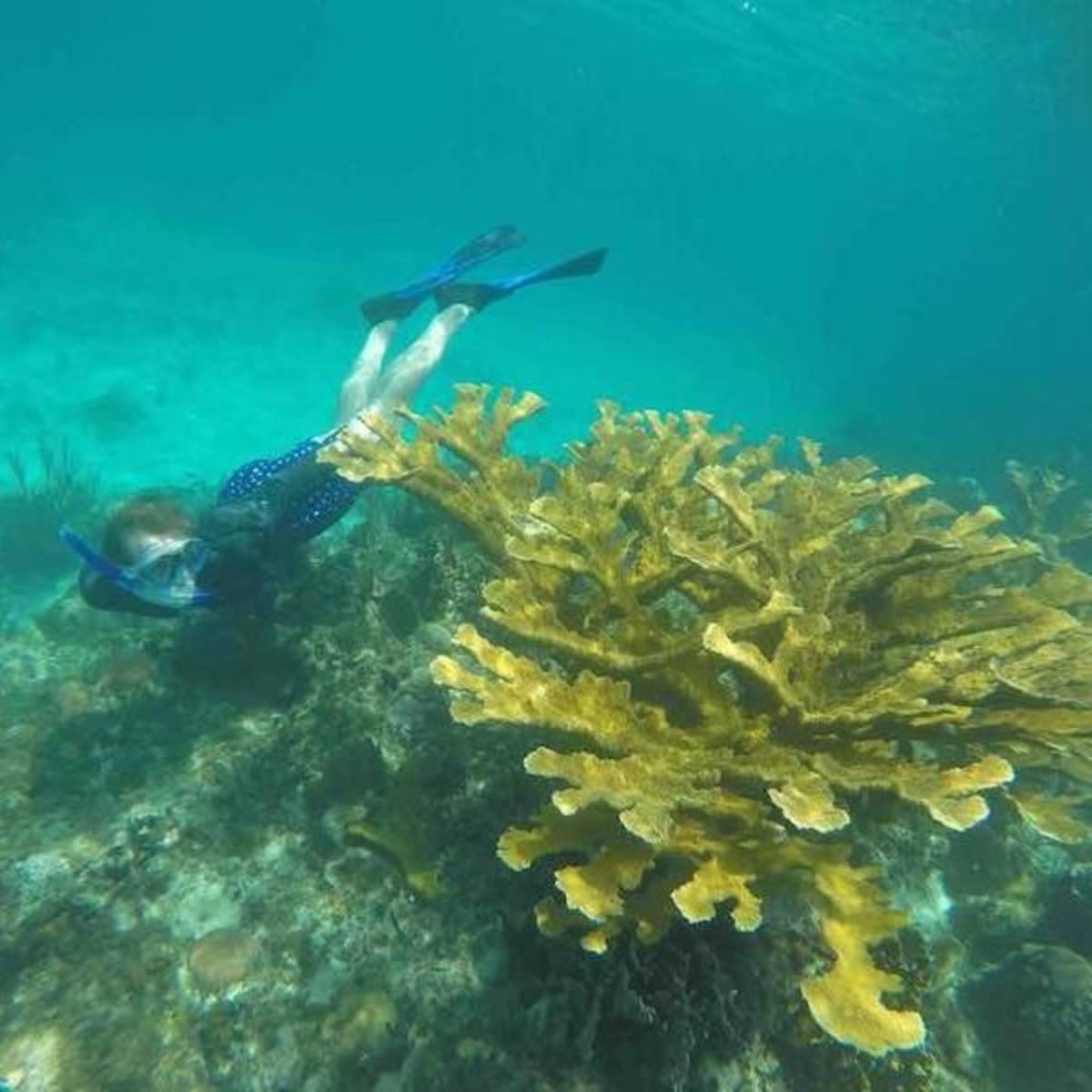 snorkeling in cuba