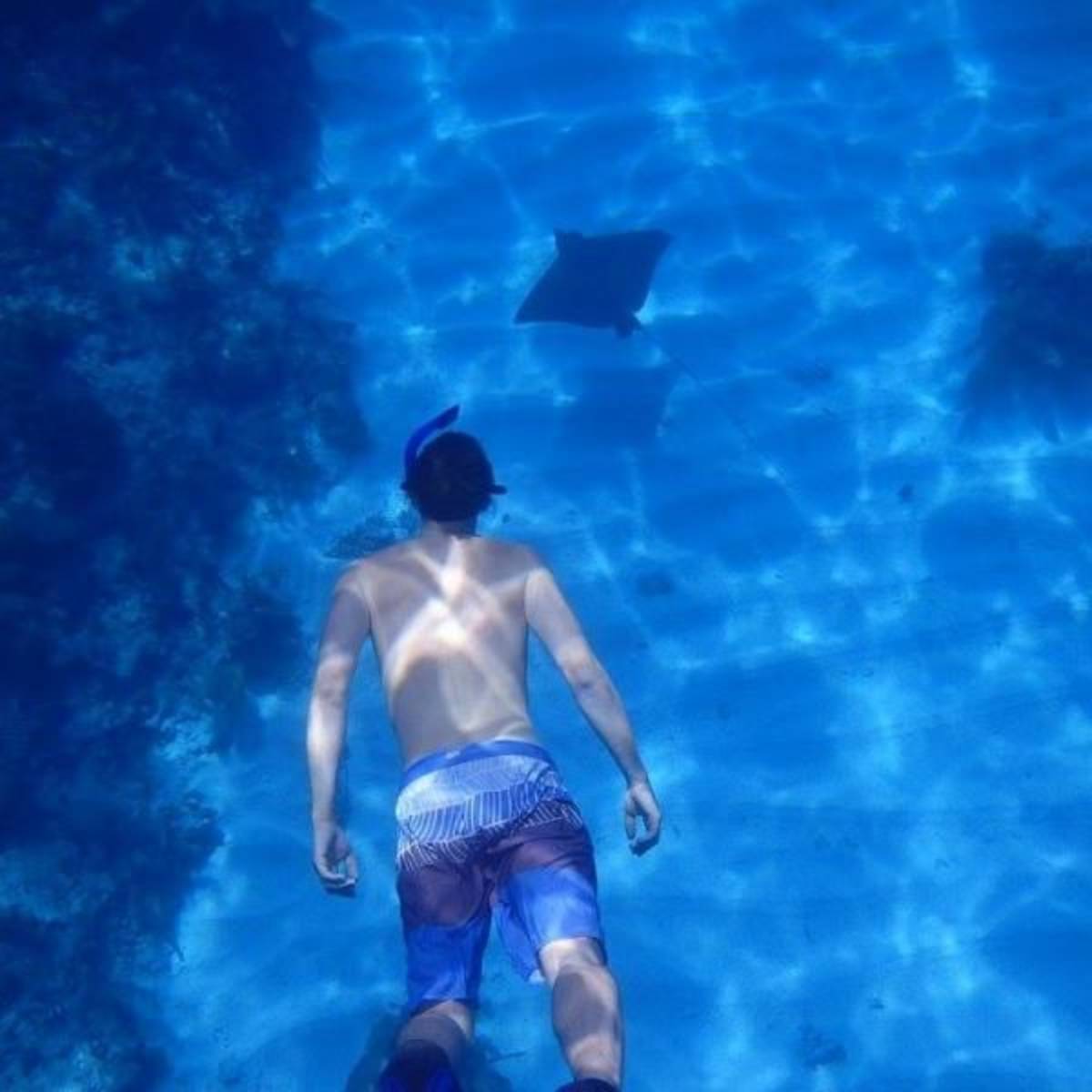 student snorkeling sting ray