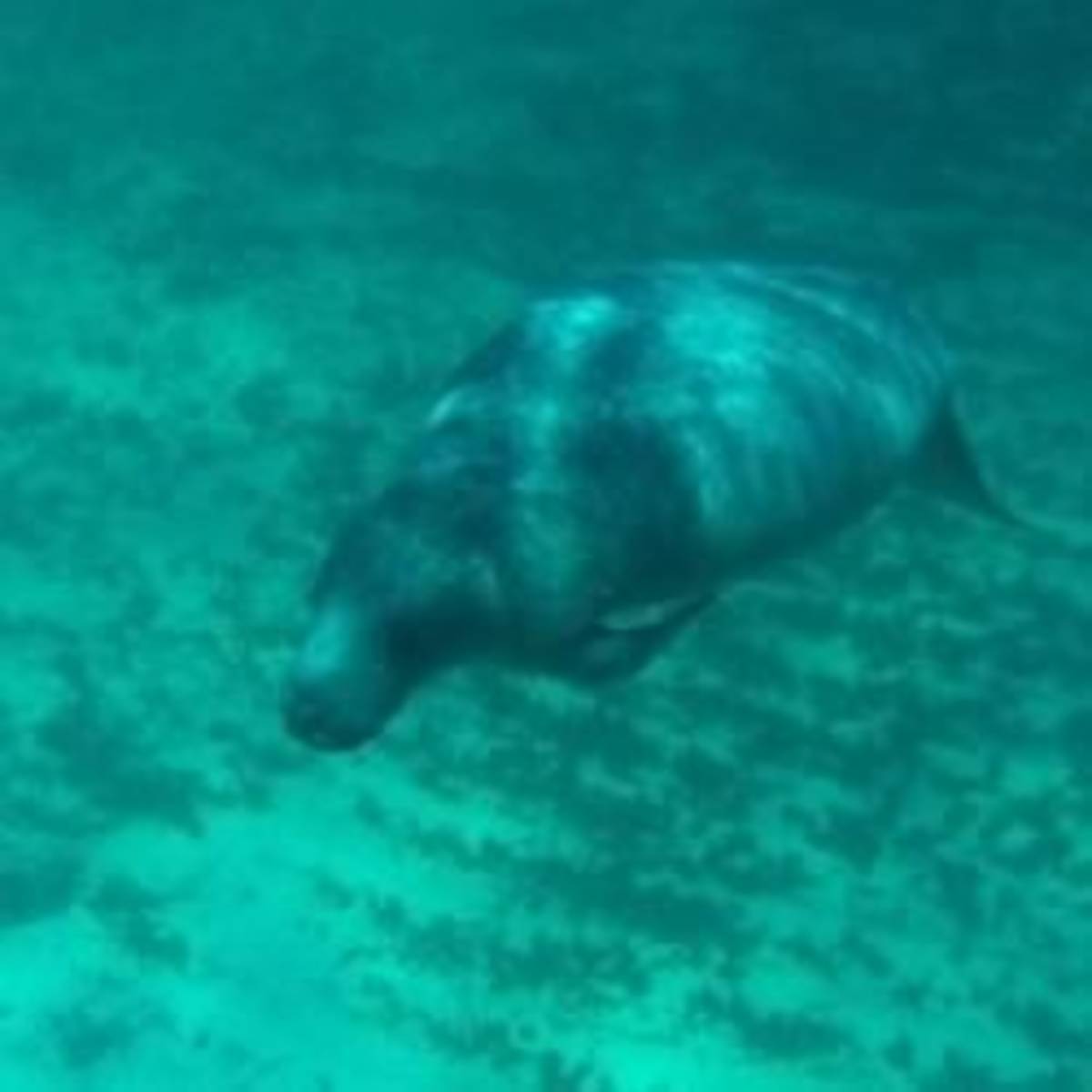 Manatee