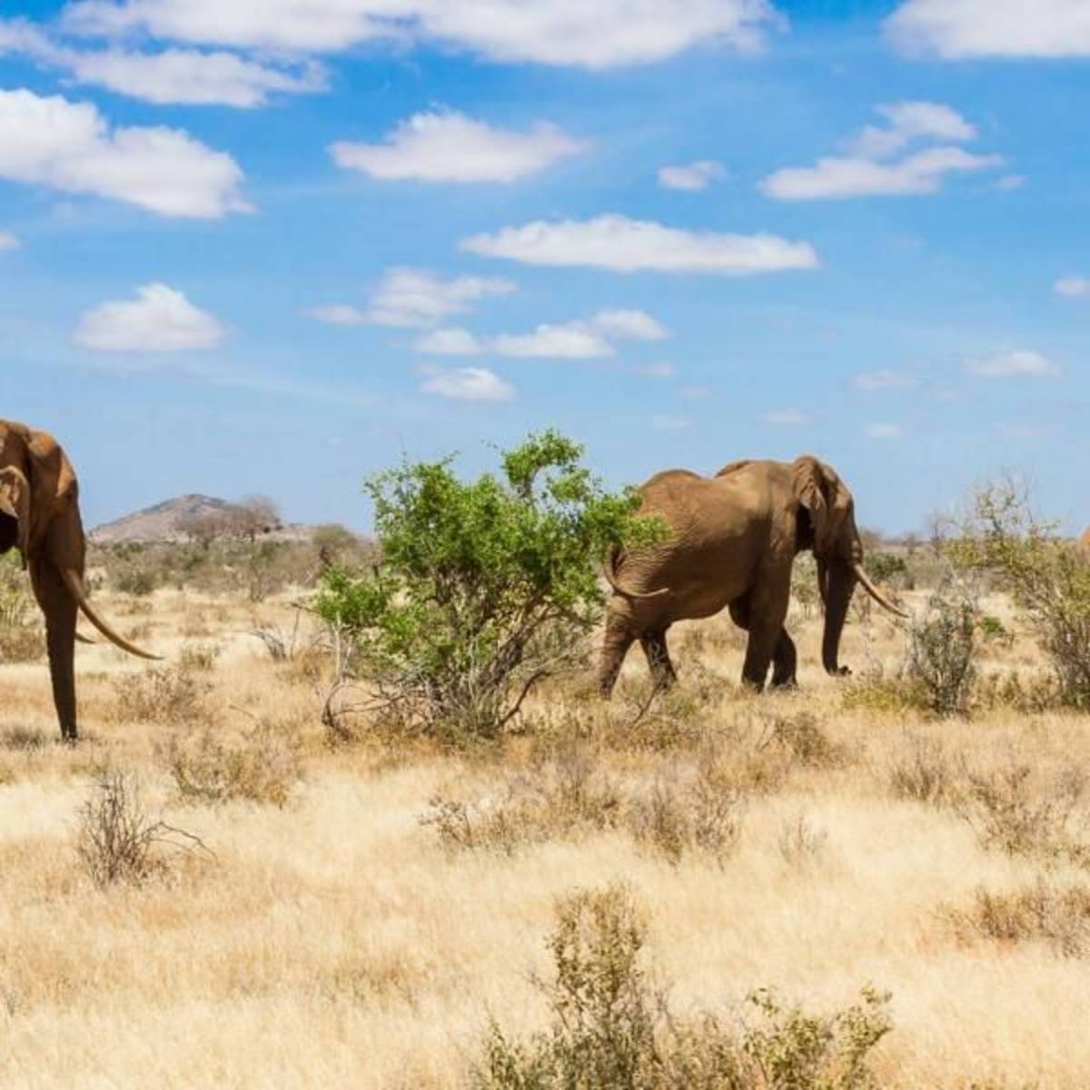 Volunteer with elephants in Namibia