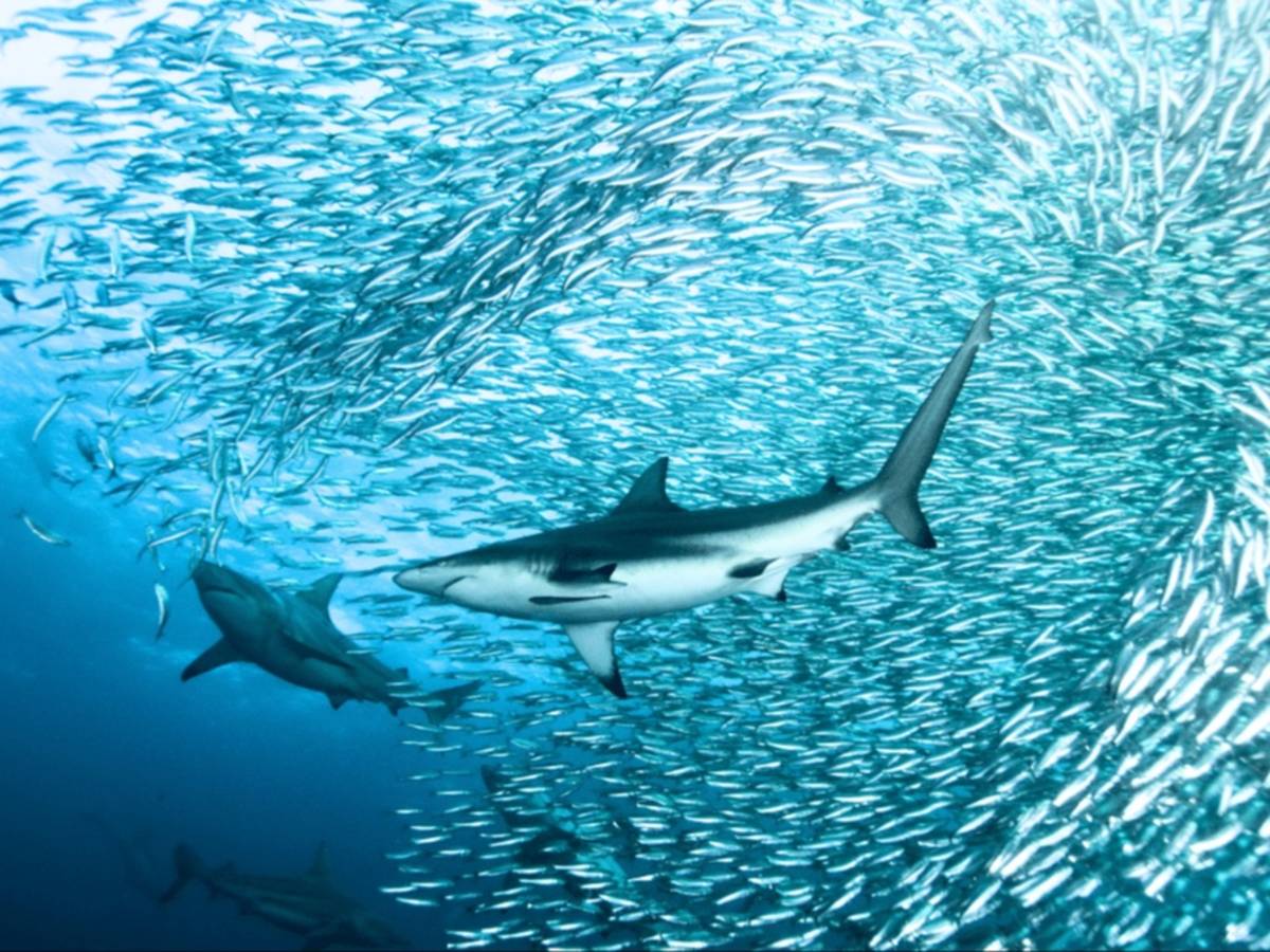 South Africa – Sardine Run Ocean Expedition