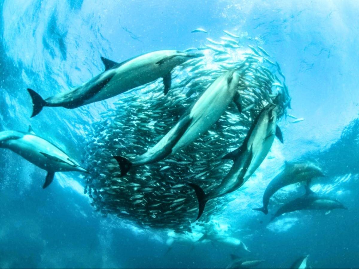 South Africa – Sardine Run Ocean Expedition