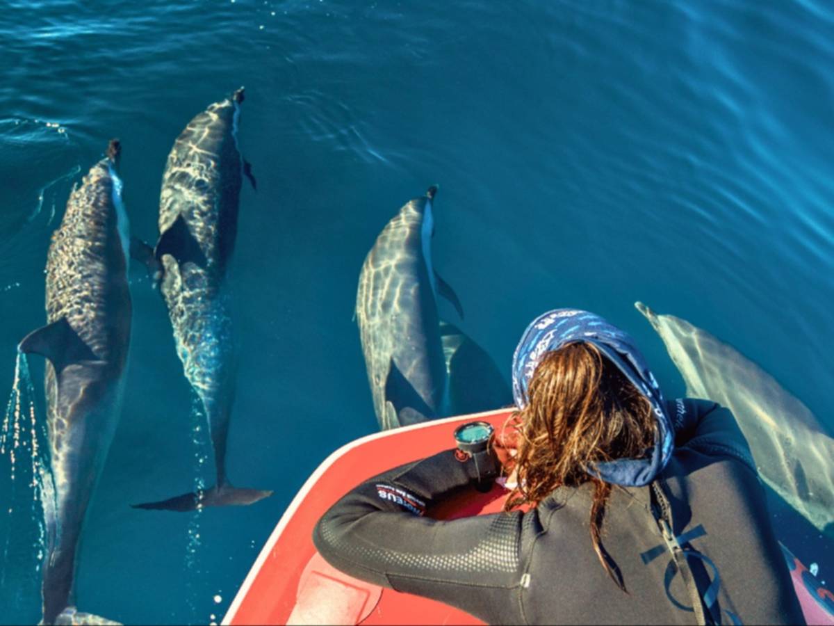 South Africa – Sardine Run Ocean Expedition