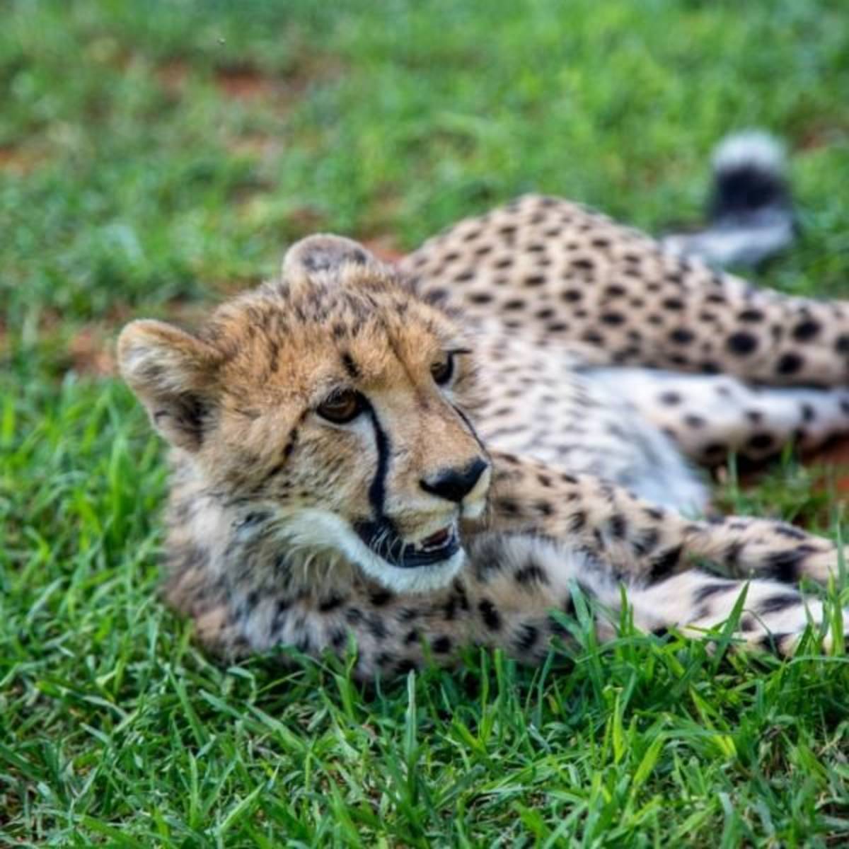 GoEco South Africa - Wild Cat Sanctuary