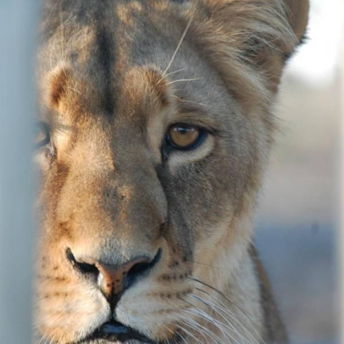 GoEco South Africa - Wild Cat Sanctuary