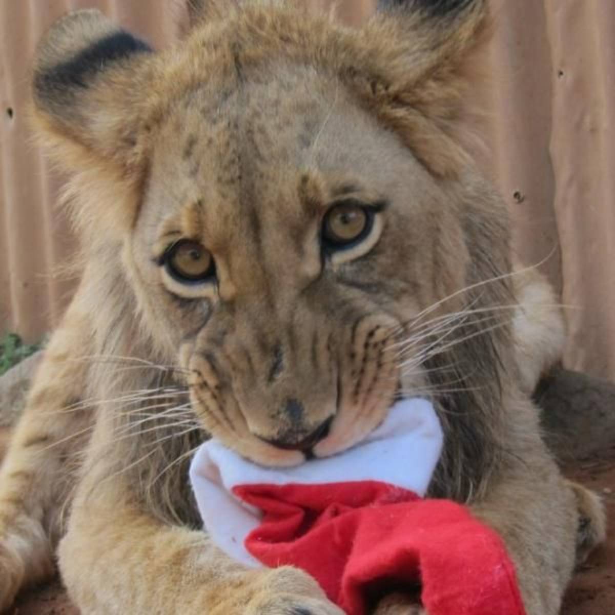 GoEco South Africa - Wild Cat Sanctuary