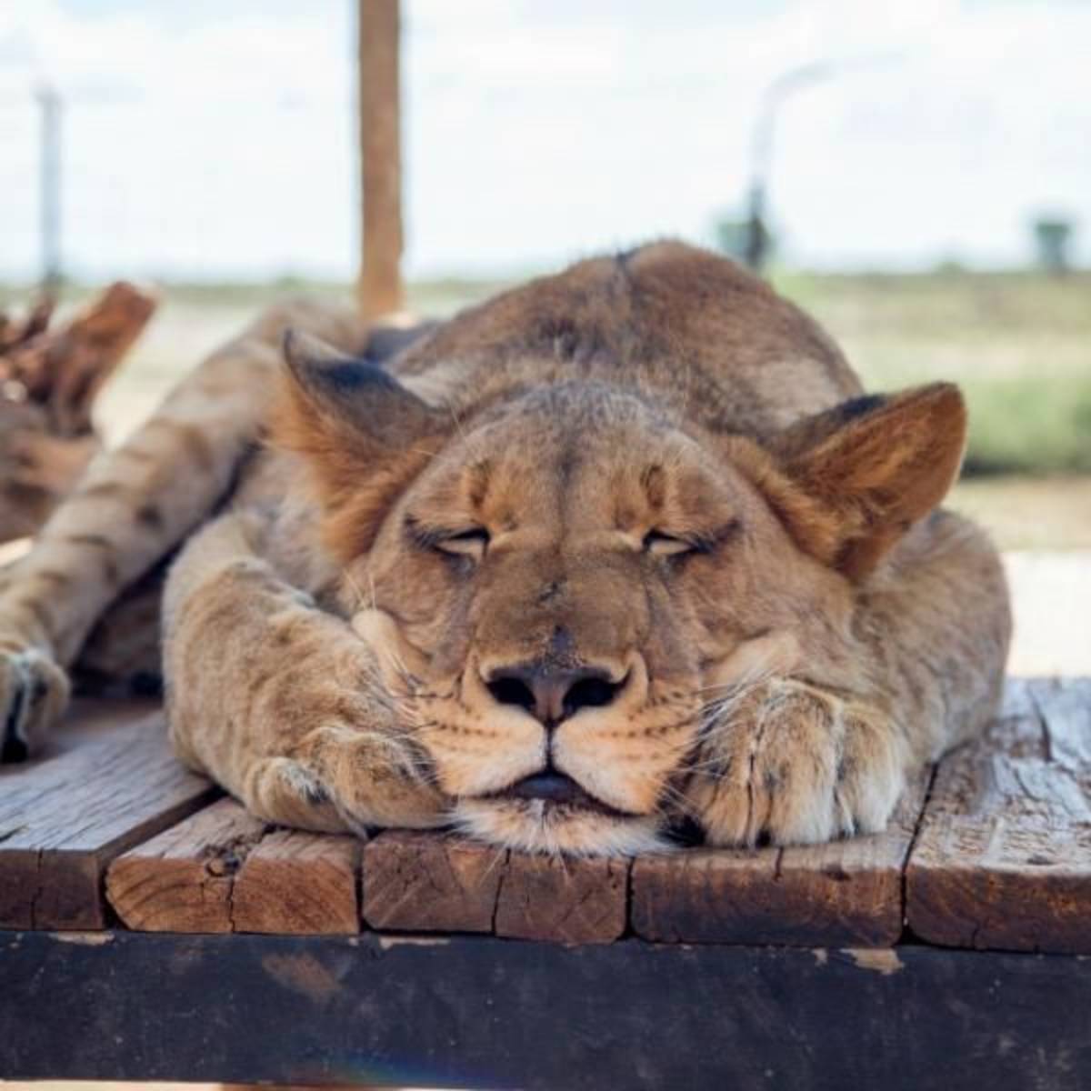 GoEco South Africa - Wild Cat Sanctuary