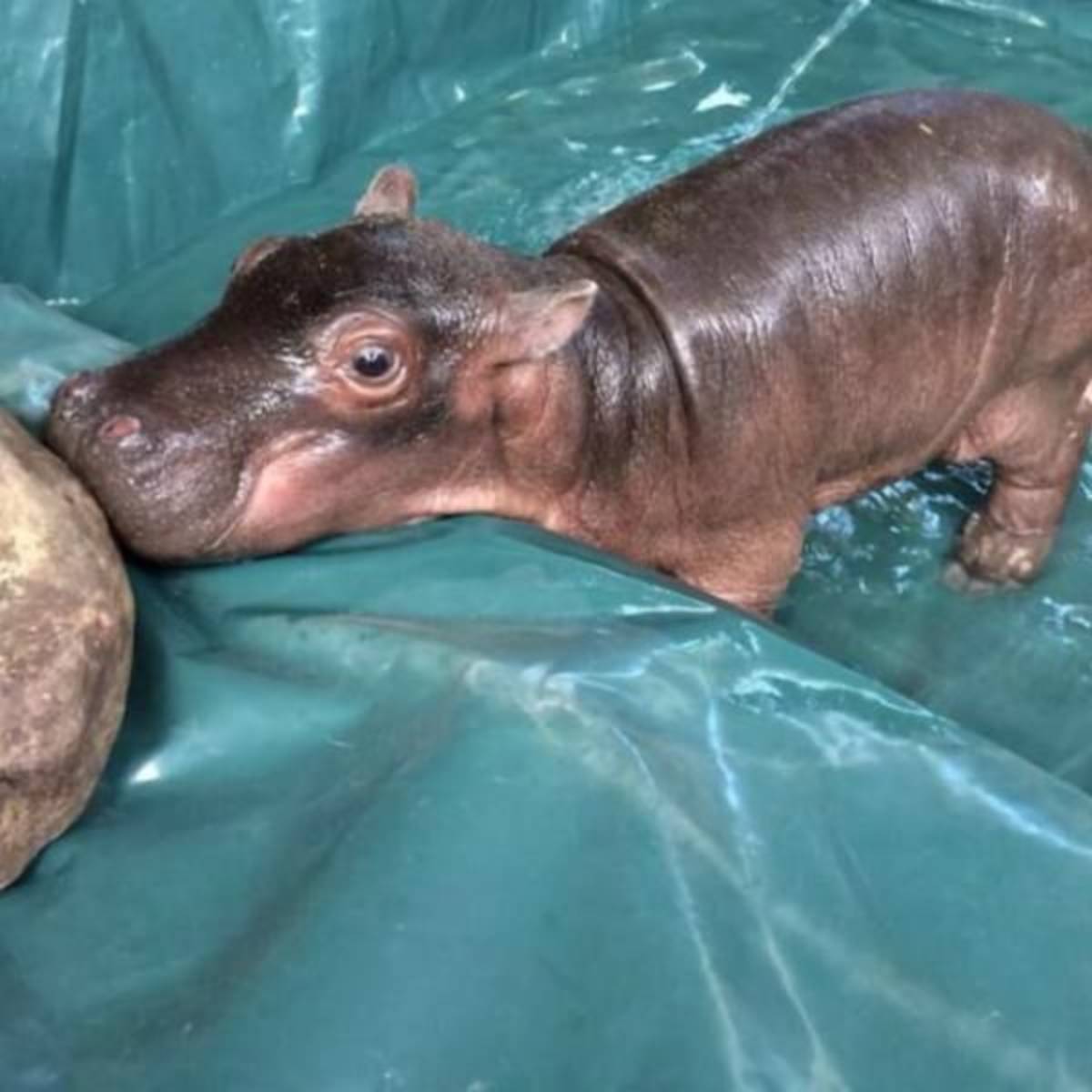 GoEco South Africa - Wildlife Rehabilitation Center