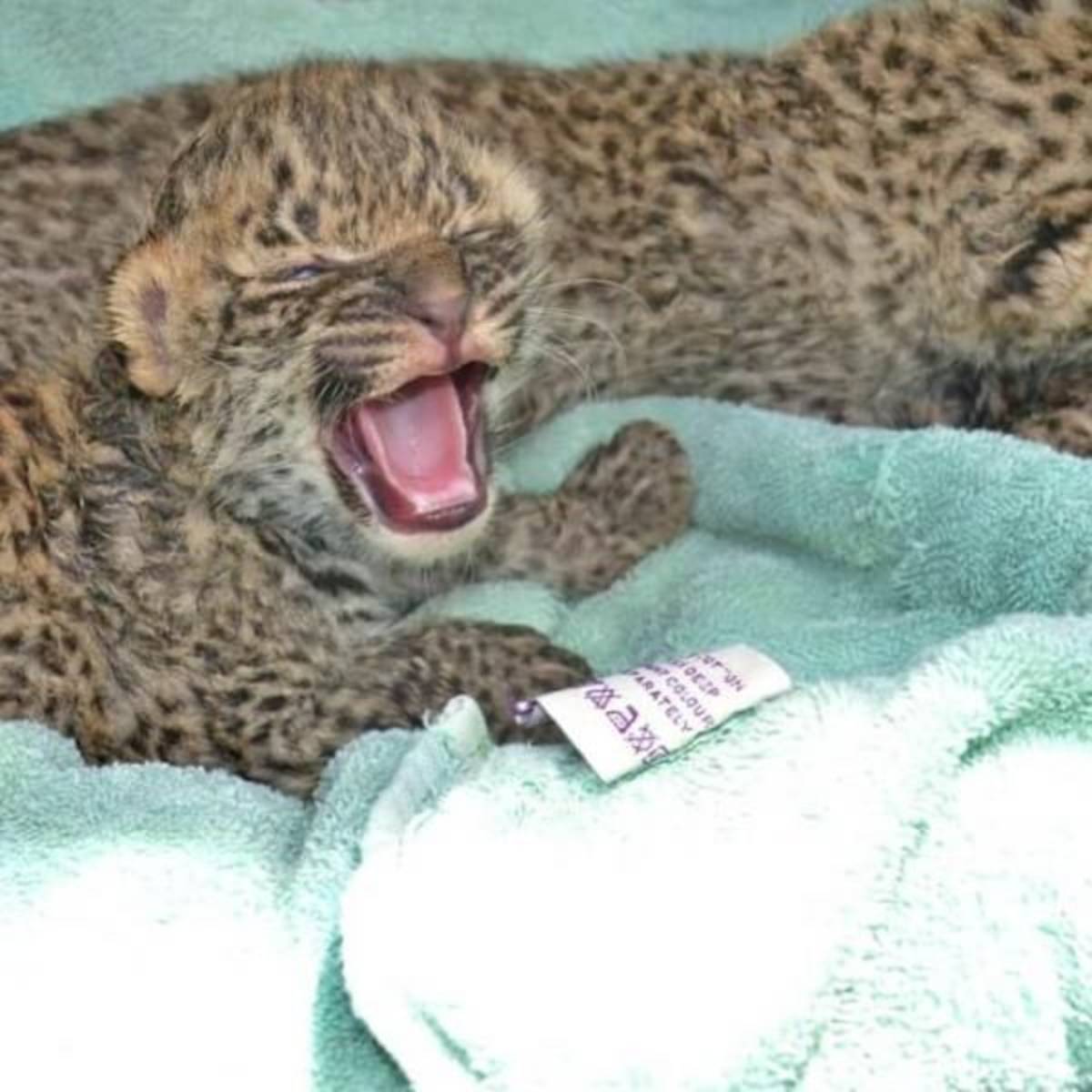 GoEco South Africa - Wildlife Rehabilitation Center