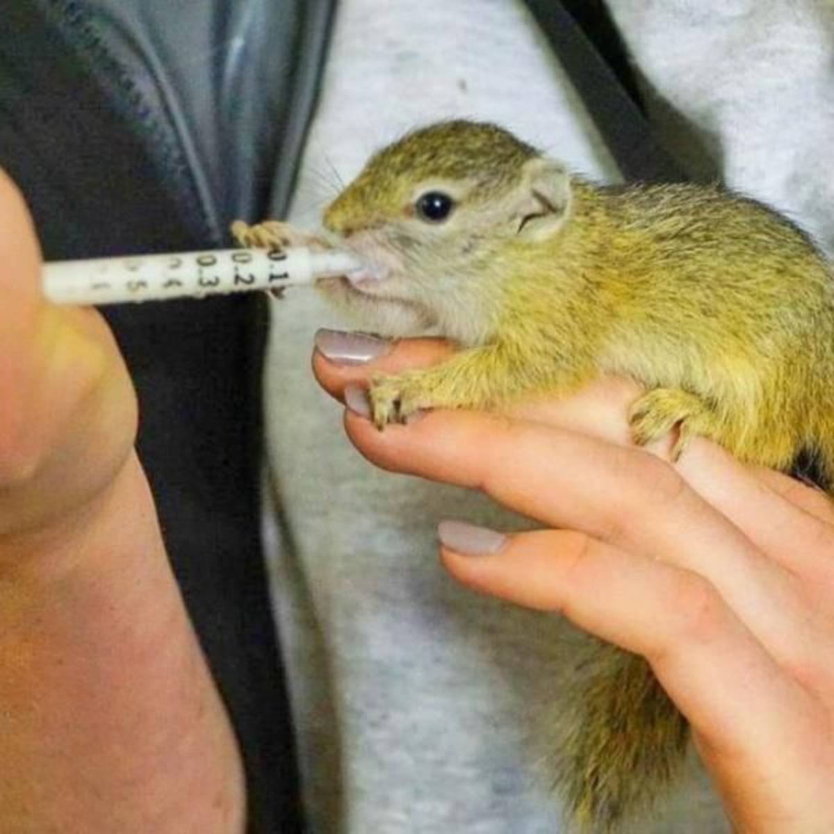 GoEco South Africa - Wildlife Rehabilitation Center