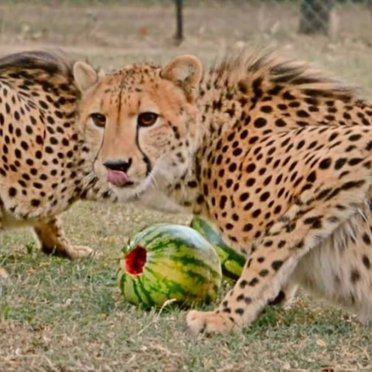 GoEco South Africa - Wildlife Rehabilitation Center