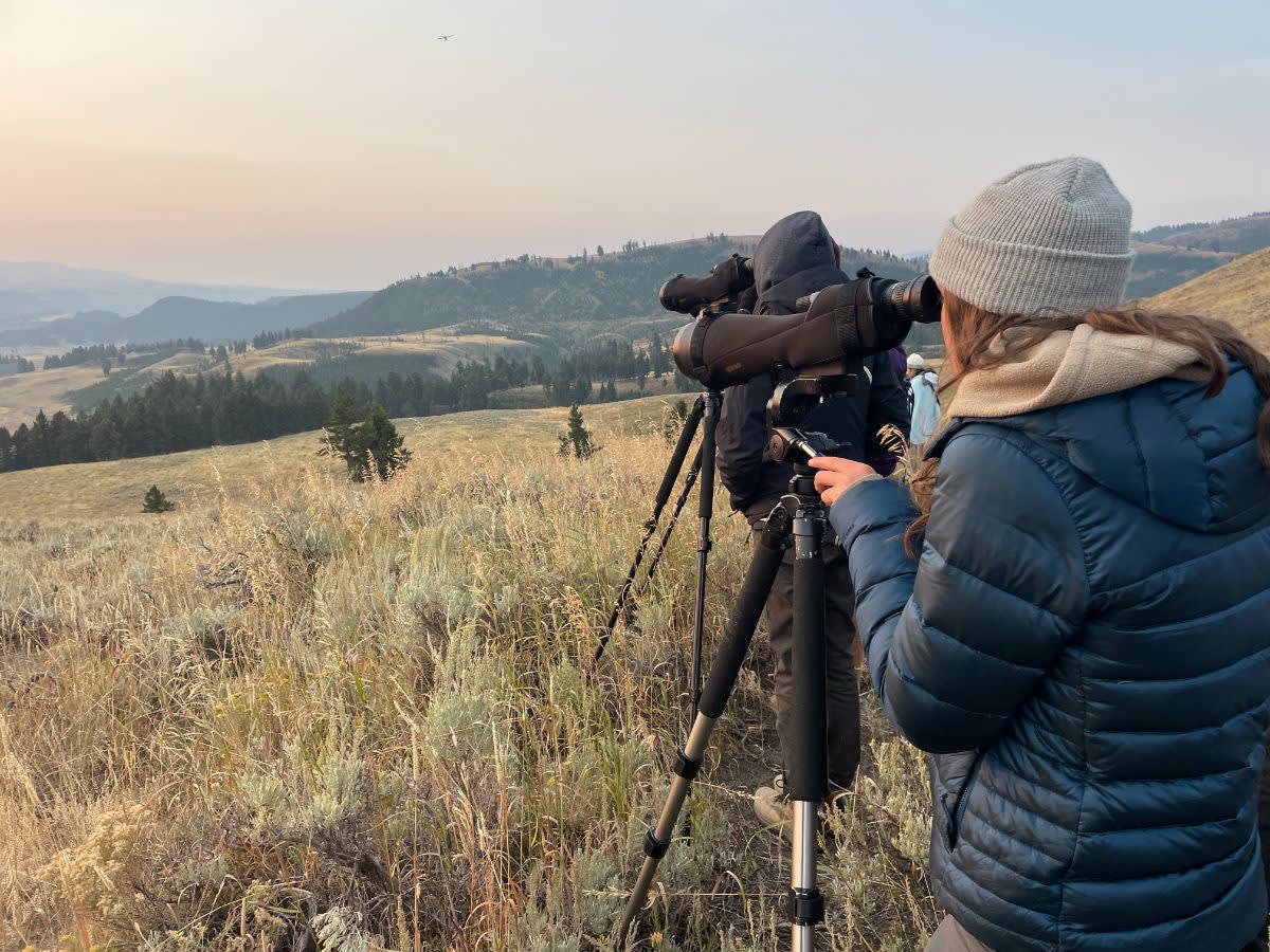 Spotting Wolves in Yellowstone