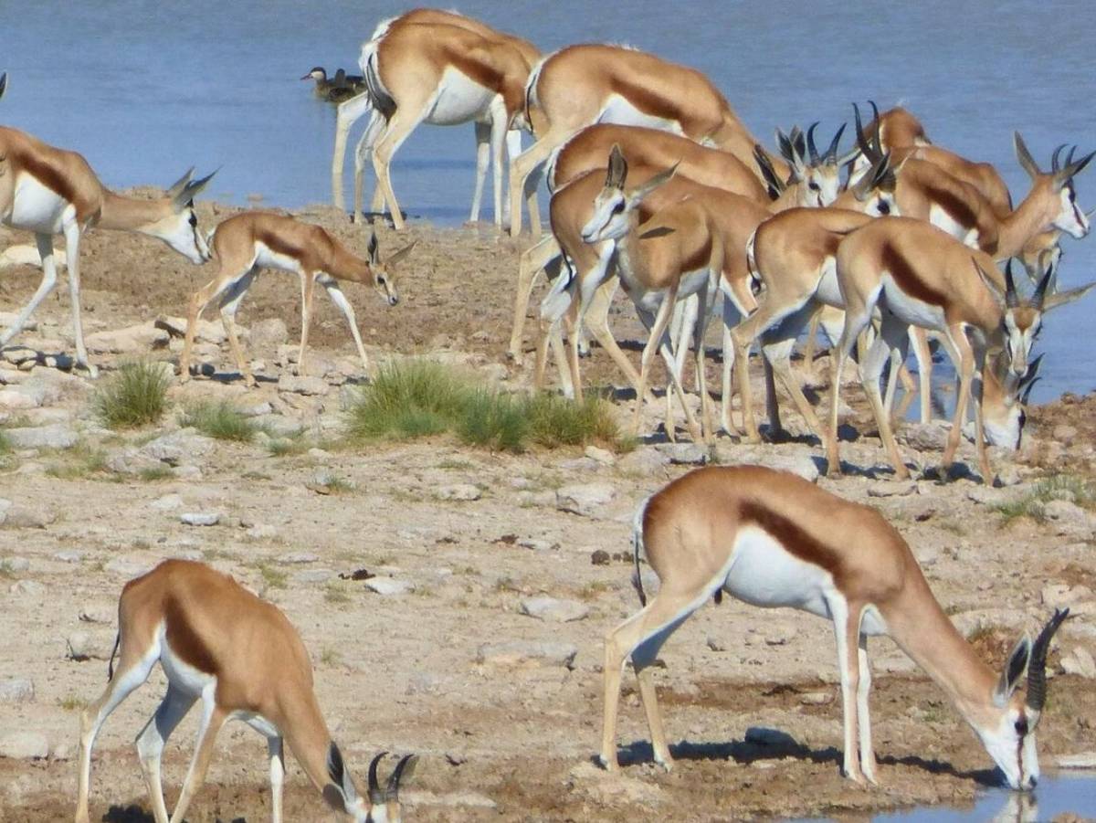 Springbok herd grazing in the Namibian desert