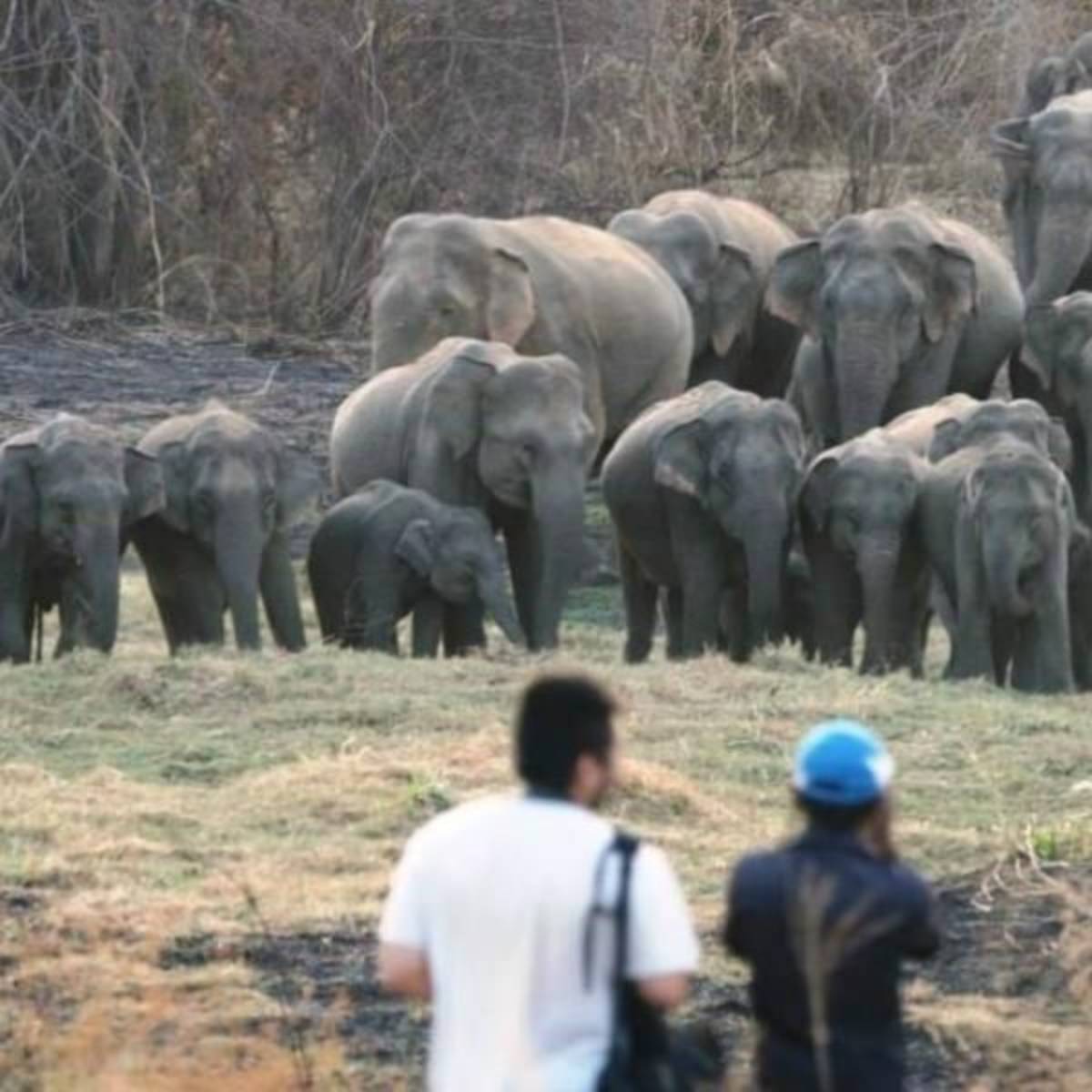 GoEco Sri Lanka - Wild Elephant Conservation and Research