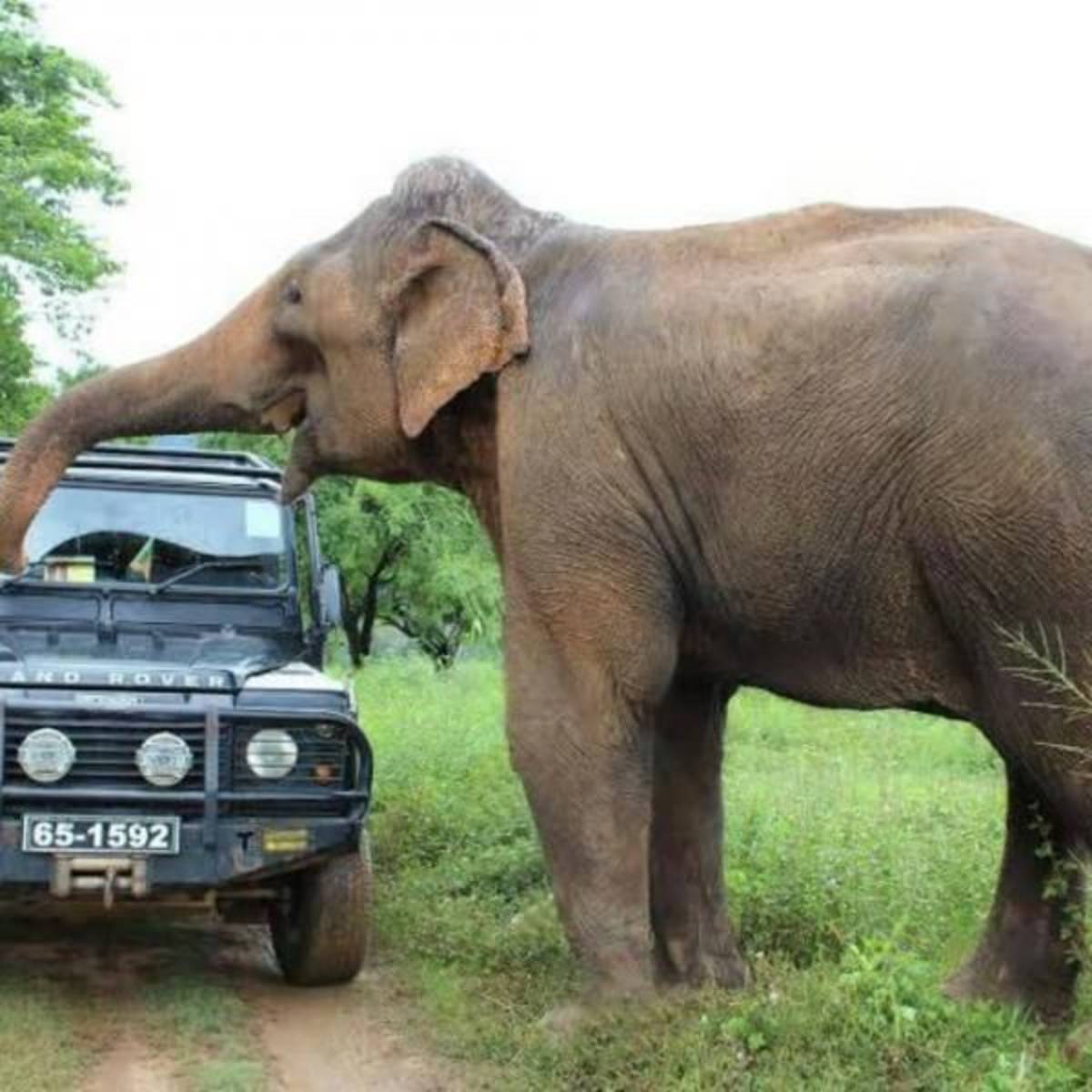 GoEco Sri Lanka - Wild Elephant Conservation and Research