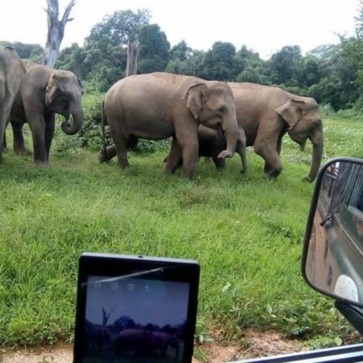 GoEco Sri Lanka - Wild Elephant Conservation and Research
