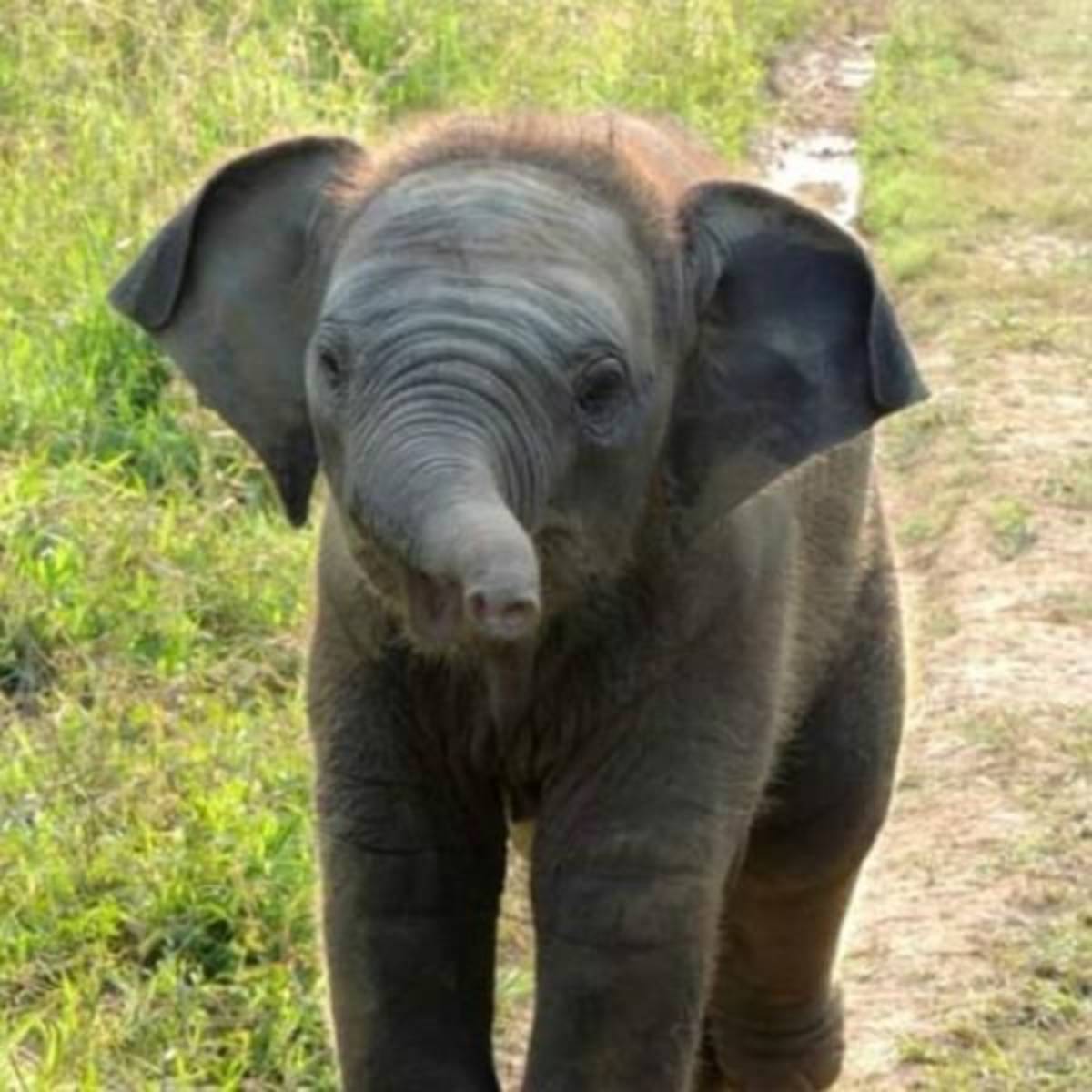 GoEco Sri Lanka - Wild Elephant Conservation and Research