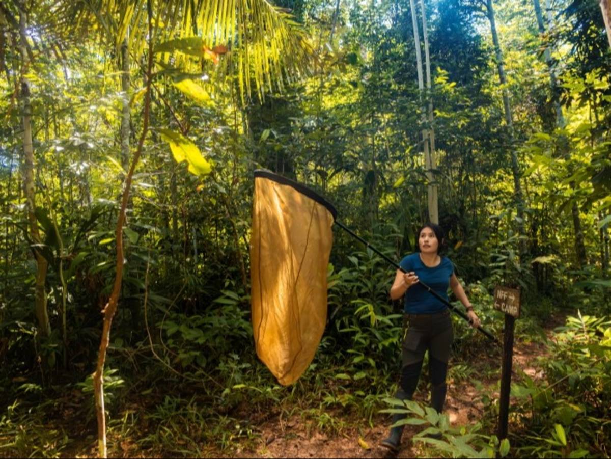 Staff member collecting Lepidoptera with a net in the field
