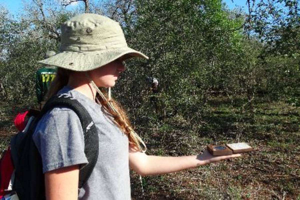 Student measuring canopy cover density Conservation Internship