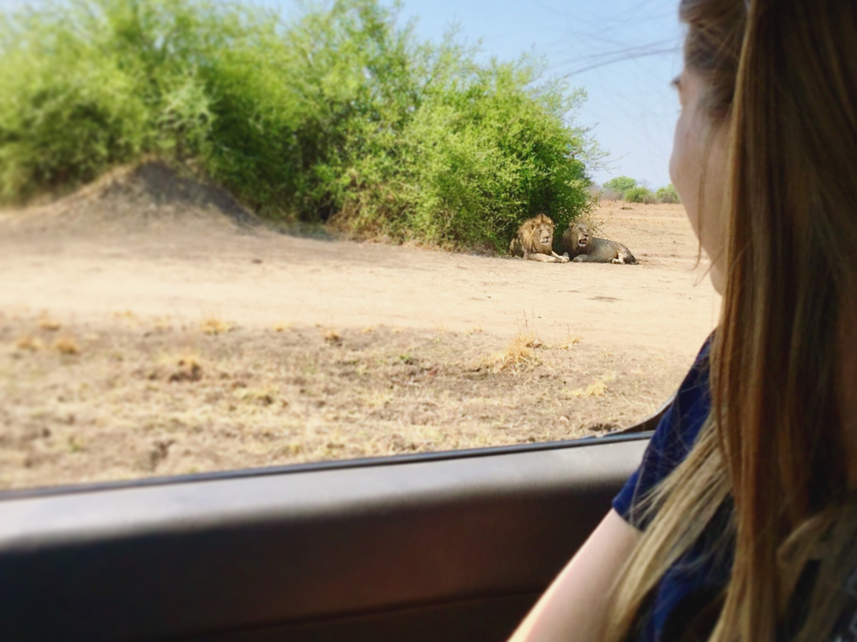 Student observes lion in Malawi on wildlife trip