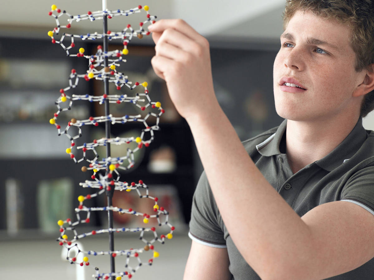 Student working on DNA strand model.