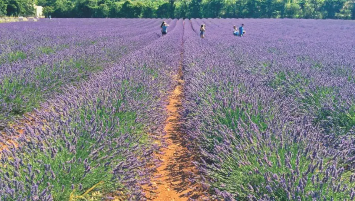 Students in lavender field