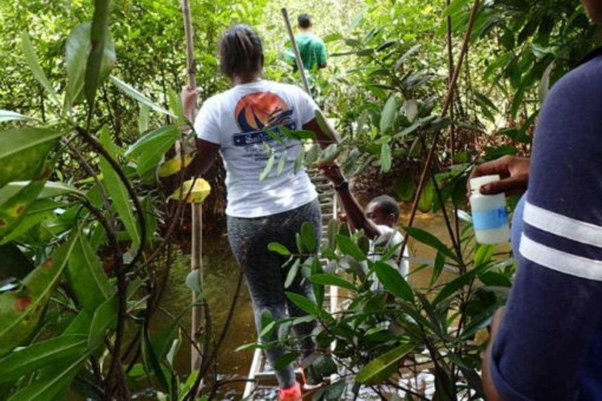 Students in the field doing research