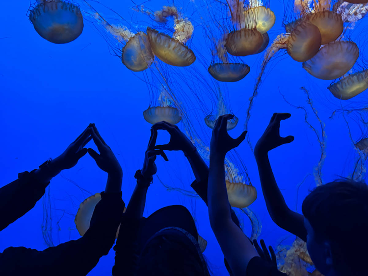 students with jellyfish at the Monterey Bay Aquarium