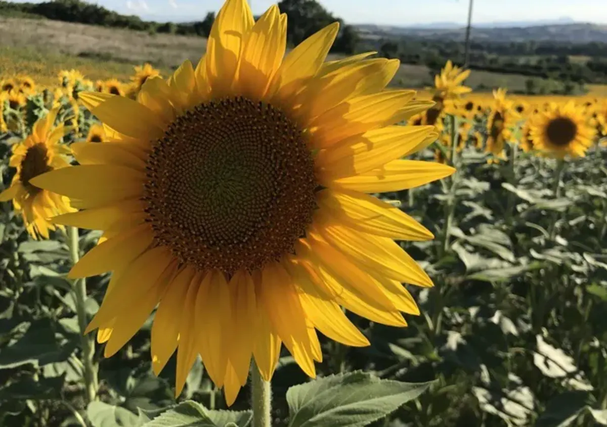 Sunflowers