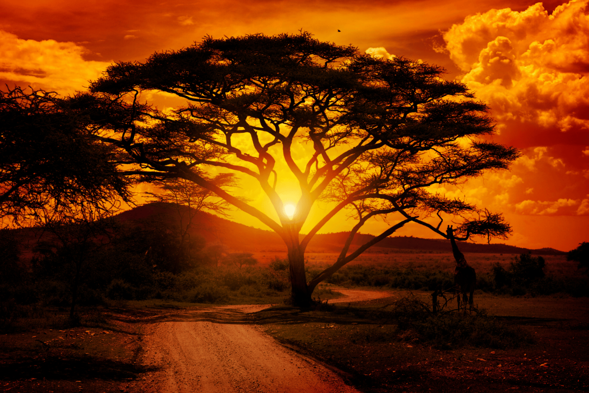 Sunset on the savannah