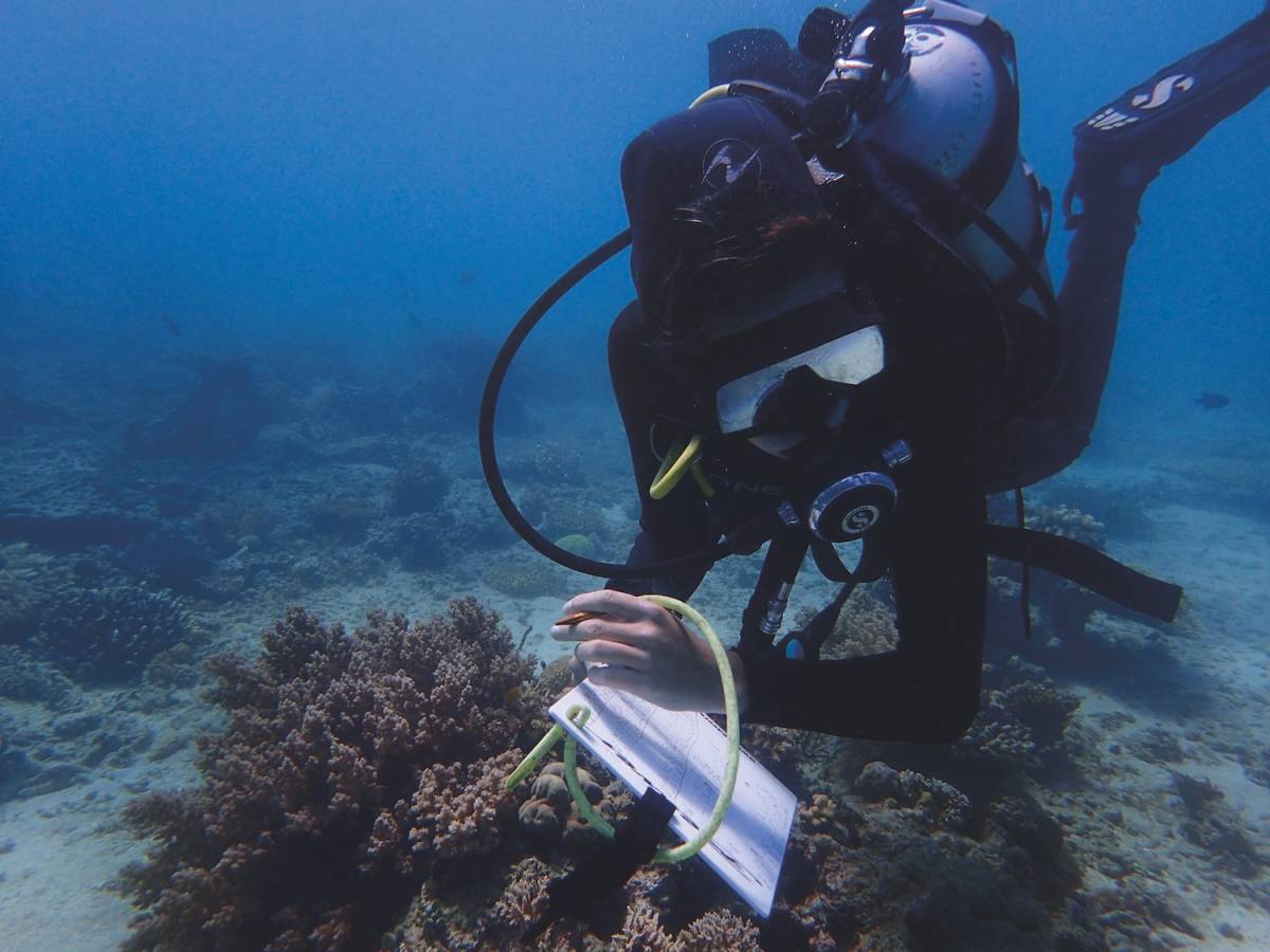 Survey diver in action
