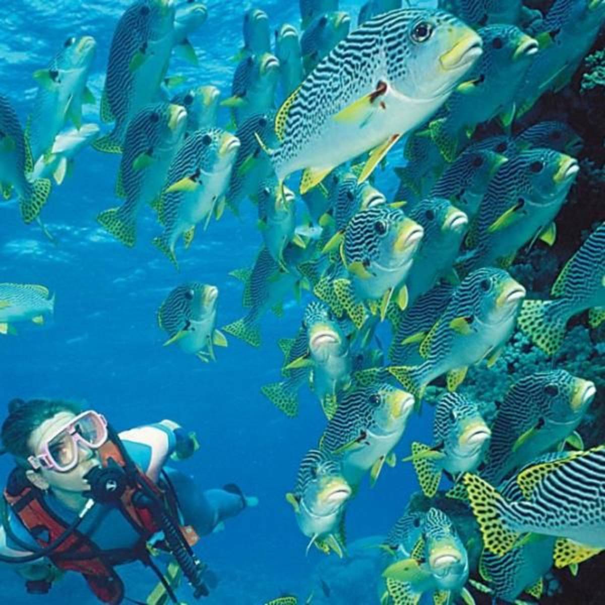 GoEco Australia - Great Barrier Reef Conservation