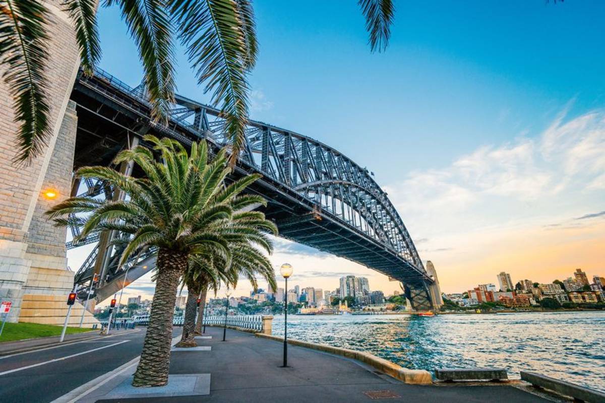 Sydney bridge and palm tree