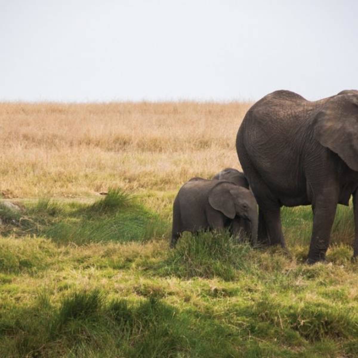 elephants