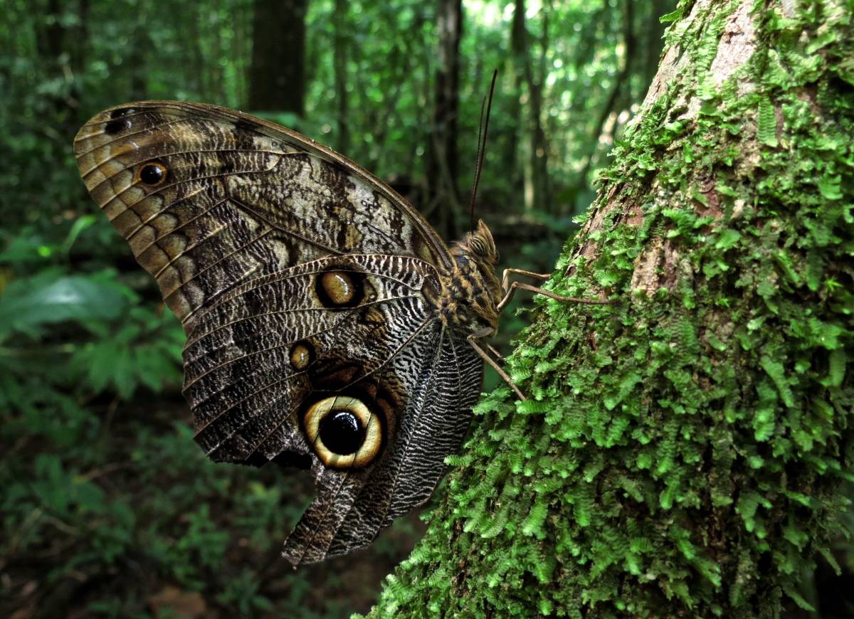 Study Abroad in Monteverde, Costa Rica