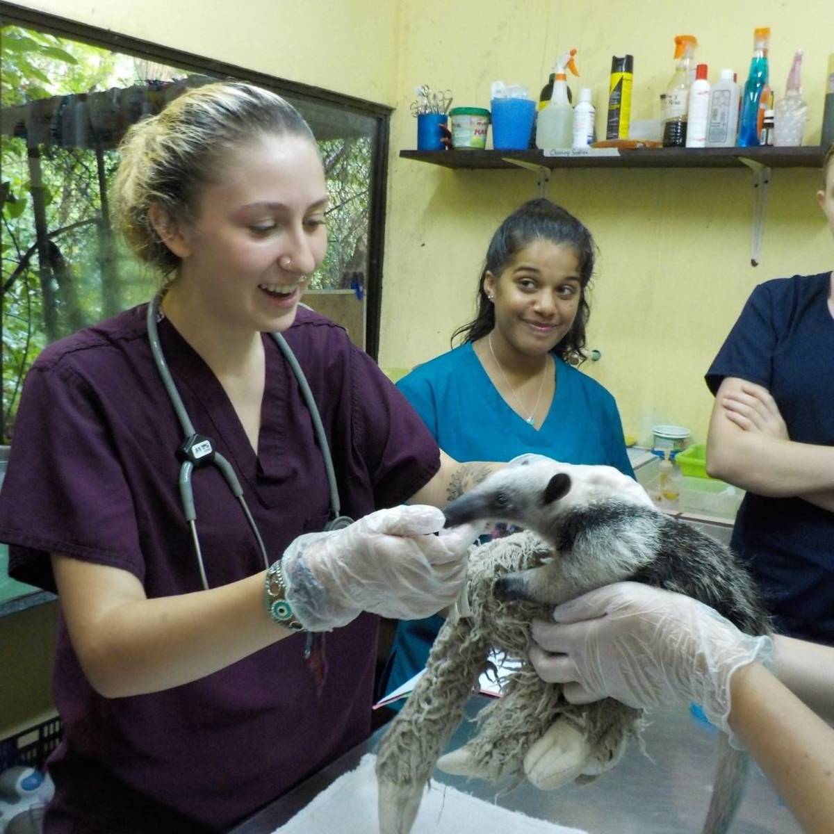 Teen girls with anteater in examination room