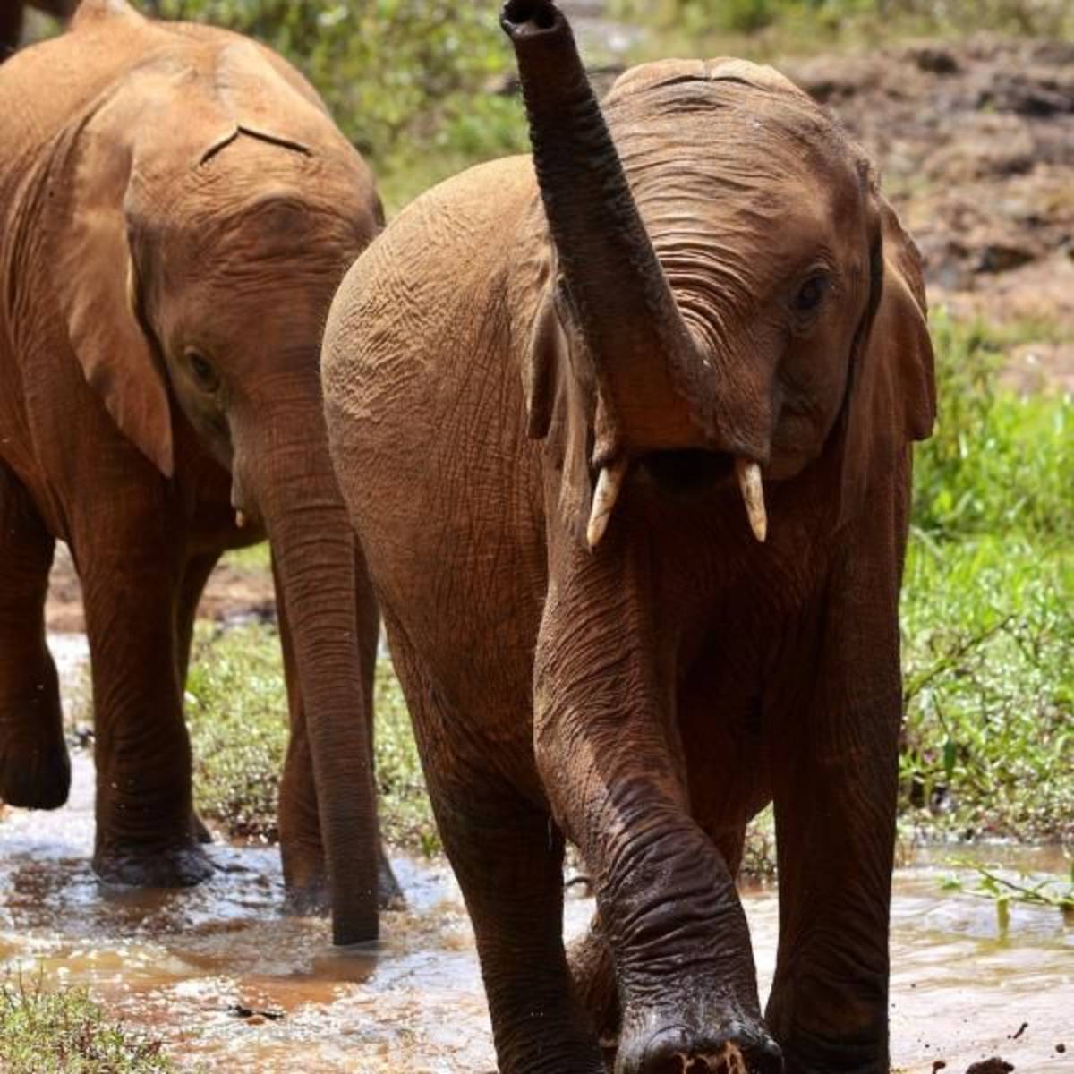baby elephants
