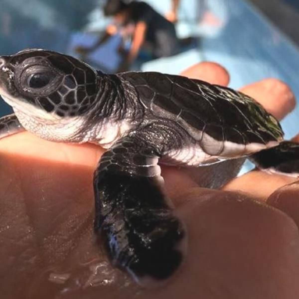 GoEco Thailand - Coastal Marine Conservation in Phang Nga