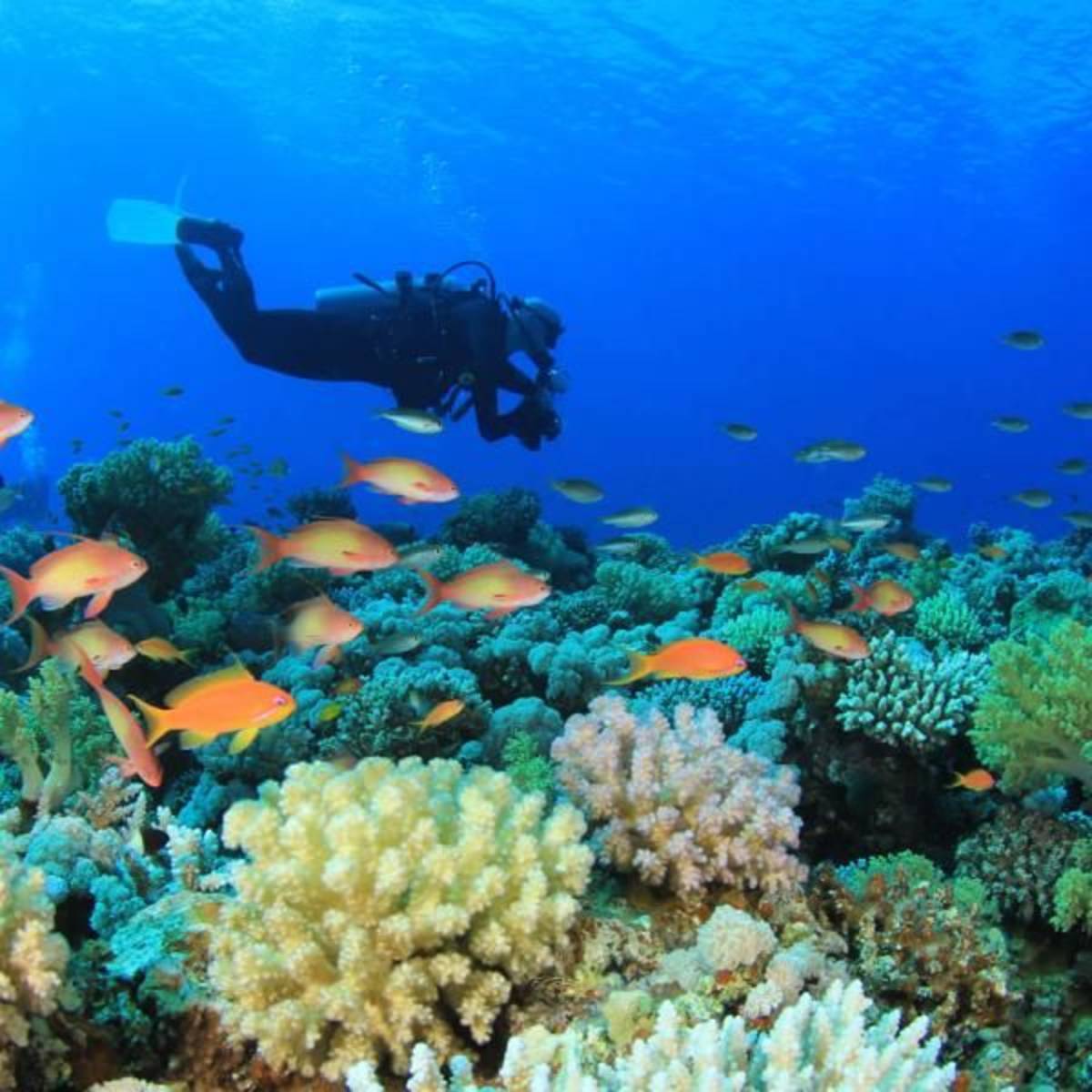 Marine conservation in Thailand