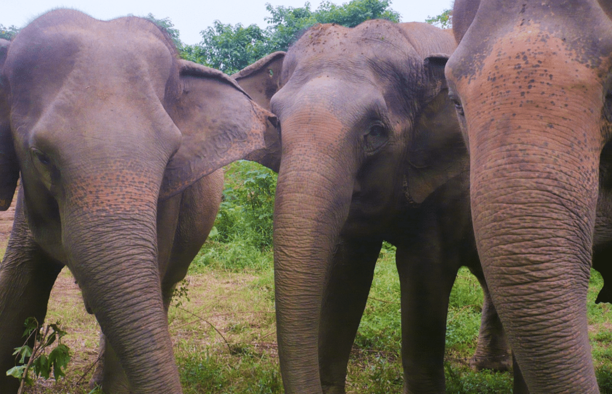 Thailand – Elephants & Community Building for Teenagers